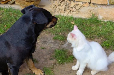 Siyah bir köpek ve beyaz bir kedi bir çimen ve toprak parçasında karşı karşıya duruyor, doğrudan görsel temasta bulunuyorlar. Bu sahne ilginç bir etkileşimi ve iki farklı evcil hayvan arasındaki barış ortamını gösteriyor.