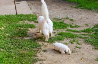 Yukarı kaldırılmış kuyruklu beyaz bir kedi, yakınlarda küçük beyaz bir kedi yavrusu yatarken, toprak bir yolda ilerler. Bu çekim, doğal ortamdaki etkileşimlerini gösteren günlük bir hayvan yaşamını yakalar..