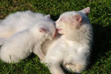 Beyaz bir kedi tüylü kedisini nazikçe yalarken güneş ışınlarının altındaki yeşil çimlerde uzanır. Bu dokunaklı sahne derin annelik duygularını ve aralarındaki bağı gösteriyor. Huzurun huzurlu bir görüntüsünü yaratıyor..