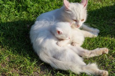 Yumuşak beyaz bir kedi yeşil çimenlerin üzerinde duruyor, yumuşacık tüylü kedisini nazikçe kucaklıyor. Bu sahne, anne sevgisini ve sükunetini dokunaklı bir şekilde aktarıyor. Vahşi doğada aile bağlarının sıcaklığını gösteriyor..