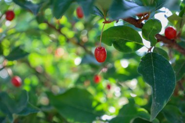 Yeşil yaprakların arasında, güneşte parlayan bir dalda asılı kırmızı bir dut. Bu makro çekim, yazın Ukrayna 'da çileğin dokusunu ve doğal güzelliğini ön plana çıkarıyor..