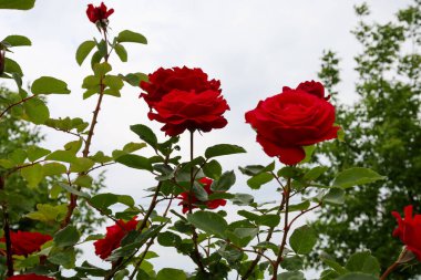 Parlak bir yaz gününe karşı gökyüzüne gururla uzanan kırmızı çiçekli bir gül çalısı. Her çiçek yemyeşil yapraklarla çarpıcı bir kontrast oluşturarak yemyeşil yapraklarını ortaya çıkarır..