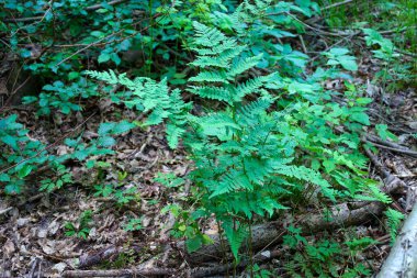 Düşen yaprak ve dalların arasında yemyeşil eğrelti otları yetişir ve orman çalılığının pitoresk bir köşesini oluşturur. Canlı yaprakları, karanlık arka planla tezat oluşturuyor ve vahşi doğanın güzelliğini gözler önüne seriyor..