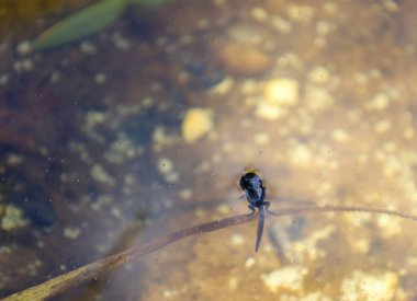 Bir kurbağa yavrusu berrak, güneşli suda yüzerek büyülü bir atmosfer yaratır. Bu genç amfibi, gizemler ve yeni keşiflerle dolu bir sualtı dünyasını keşfediyor. Doğa harika bir yaşam döngüsü sergiliyor..