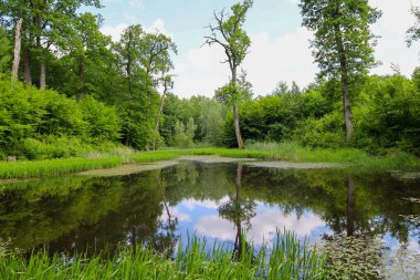 Yoğun ormanlarla çevrili bu pitoresk su kütlesi, gökyüzünün mavisini ve ağaçların yeşilini yansıtır. Sakin su yüzeyi bir ayna etkisi yaratarak doğal manzaraya ihtişam katar. Rahatlamak ve doğayla bütünleşmek için ideal bir yer..