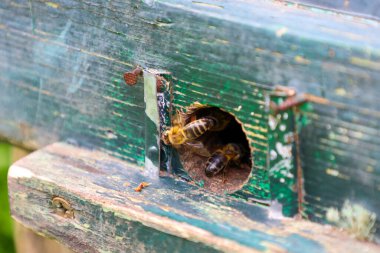 Birkaç arı aktif olarak eski bir ahşap kovanın girişinden girip çıkıyor. Bu da içerideki hareketli yaşamı gösteriyor. Bu ayrıntılı sahne arıların çalışkanlığını ve Ukrayna 'nın ekosistemi için arıcılık yapmanın önemini yansıtıyor..