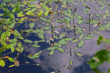 Su bitkilerinin yaprakları, gökyüzünün ışığını yansıtarak, karanlık su yüzeyinde özgürce yüzerler. Bu sakin ve doğal manzara Ukrayna rezervlerinin ve floralarının güzelliğini yansıtarak barış ve uyum ortamı yaratıyor..