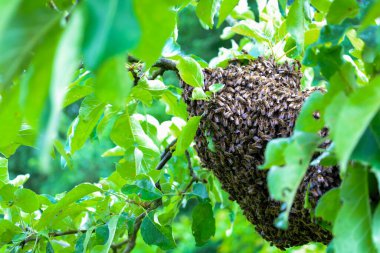 Yoğun bir arı sürüsü, yemyeşil yaprakların arasında yaşayan ve hareket eden bir kitle oluşturan bir meyve dalını kucaklıyor. Bu sahne, arıların yaz aylarında Ukrayna 'nın ekosistemi için ne kadar büyük bir doğa olayı ve arıların önemini vurguluyor..