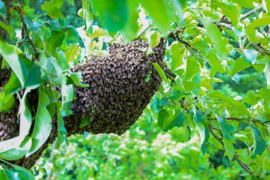 Doğal bir arı sürüsü, güneşli bir yaz gününde taze yeşil yapraklarla çevrili bir meyve dalını sıkıca kaplar. Bu büyüleyici sahne, arıların Ukrayna 'nın doğal ortamındaki inanılmaz davranışlarını gösteriyor ve önemli rollerini vurguluyor. 