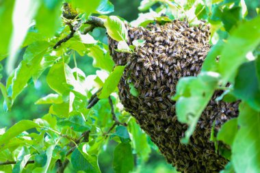 Bu büyüleyici doğal an, arıların Ukrayna 'daki bir yaz bahçesindeki inanılmaz davranışlarını gösteriyor. Ekosistemdeki rollerini vurguluyorlar..