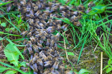 Büyük bir arı kümesi yeşil çimenlerin üzerinde yeni bir ev arayan doğal bir sürü sergiliyor. Bu dinamik an doğanın ve onun inanılmaz süreçlerinin önemini vurgular..