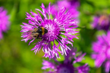 Büyük tüylü bir arı parlak mor bir kır çiçeğinin üzerinde polen toplar. Narin taç yaprakları açıktır ve doğal sürecin gözlemlenmesine neden olur..
