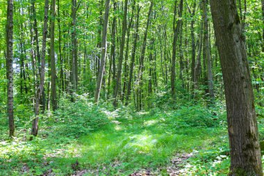 Uzun ağaçlar ve yoğun yeşil bitki örtüsüyle derin bir orman manzarası bir sükunet hissi yaratır. Güneş ışınları, açık ve narin çalıları aydınlatarak gölgelikleri delip geçer..