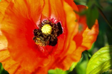 Parlak kırmızı bir gelincik güneş ışınlarının altında açıldı ve bir arıyı nektarına çekti. Yeşil çimenlerin ve çarpıcı çiçeğin kontrastı uyumlu bir yaz sahnesi yaratır.. 