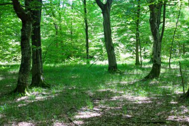 Uzun ağaçlar ve yoğun yeşilliklerle kaplı rahat bir orman huzurlu bir dinlenmeye davet ediyor. Güneş ışınları orman zemininde doğal güzelliği vurgulayan dantelli gölgeler yaratır..