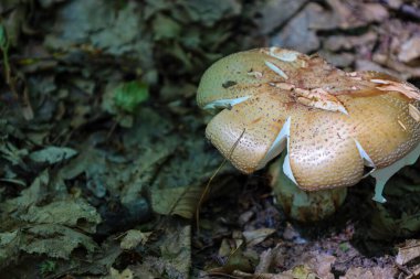 Düşen yapraklar ve dallar arasında belirgin benekli bir kapağı olan büyük bir mantar, orman bitkisinin inanılmaz güzelliğini gözler önüne seriyor. Bu buluş doğanın zenginliğini ve gizemli dünyasını vurguluyor..