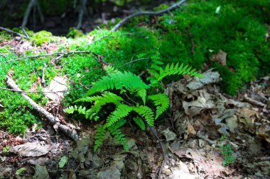 İşte fotoğrafın tarifi: gür yosunlarla çevrili kuru yapraklar ve dallar arasında canlı yeşil eğrelti otları filizleniyor, orman çalılıklarında dokuların ve renklerin resimsel bir kontrastını oluşturuyor..