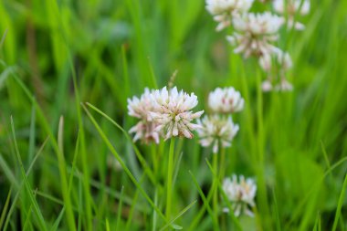 Beyaz yoncaların yemyeşil çimenlere yakın çekimi yaz otlağının narin güzelliğini gözler önüne seriyor. Çiçeklere odaklanmak doğal zarafeti vurgulayan yumuşak bir bokeh etkisi yaratır..