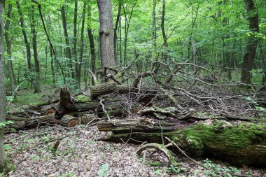 Düşen gövdeler ve dağınık dallar sık bir ormanda kaotik bir bileşim oluşturur. Sahne, bozulma sürecinin, ormanın yaşam döngüsünün ayrılmaz bir parçası olduğu vahşi ve el değmemiş doğayı vurguluyor..