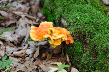 Canlı bir turuncu raf mantarı, orman zemininin kuru yapraklarıyla çelişen yosun kaplı bir ağaç gövdesinde yetişir. Bu renkli element doğa ve orman yaşamının çeşitliliğini gösteriyor..
