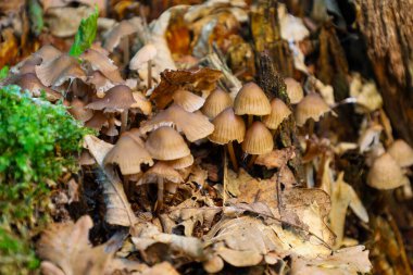 Düşen yapraklar ve yosunlar arasında orman zemininde yetişen çeşitli küçük mantarlar ayrıntılı olarak zengin bir doğal evren yaratıyor. Kahverengi ve yeşil renkler orman zemininin atmosferini taşır.