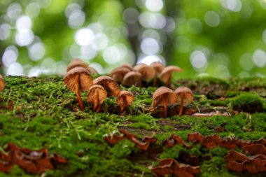 Düşen bir ağaç gövdesinde canlı yeşil yosunlarla kaplı küçük kahverengi mantar kümesi büyür. Bulanık yeşil arka plan ve ışık yansımaları büyüleyici bir orman atmosferi yaratır..