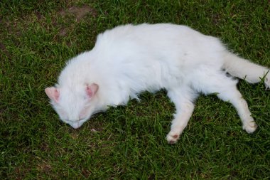 Beyaz bir kedi gözleri kapalı yeşil çimlerin üzerinde dinlenir. Bu çekim hayvanın huzur ve rahatlığını iletir. Evcil hayvanlar, boş zaman, yaz ve konfor konuları için mükemmeldir..