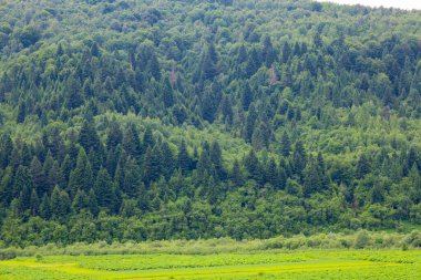 Dağ yamaçlarını kaplayan sık bir ormanın önünde yeşil alanlar uzanıyor. Bu manzara, açık alanla doğanın ihtişamını birleştiriyor ve zenginliğini gösteriyor..