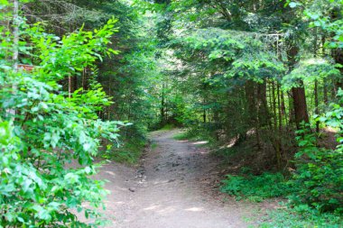 Bu çekim, yoğun yeşil bir ormanın içinden geçen ve güneş ışınlarıyla aydınlatılan bir orman yolunu gösteriyor. Görüntü bir huzur ve yalnızlık hissi veriyor, vahşi doğayı bir yürüyüş ve keşfe davet ediyor..
