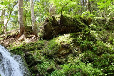 Bu çekim, altında kısmen görülebilir bir şelale ve uzun ağaçlar bulunan yoğun yosun ve yeşil bitki örtüsüyle kaplı bir orman yamacını içerir..