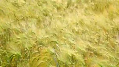 Genç yeşil bir arpa tarlası rüzgarın rüzgarlarıyla yavaşça sallanıyor ve dalgalı bir hareket yaratıyor. Güneş ışığı kulaklardan yansıyarak manzaranın doğal güzelliğini vurgular..
