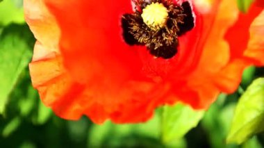 Çalışkan bir arı canlı kırmızı bir gelincik çiçeğinden özsuyu ustaca toplar ve polenini eşeler. Doğanın narin dansı, tozlaşmanın önemini simgeliyor..
