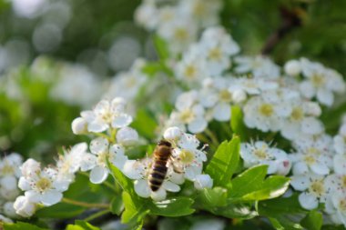 Bir arı, çeşitli beyaz dikenli çiçeklerden nektar toplar. Dalların üzerinde bulanık yeşil bir zemine karşı bol bol çiçek açar. Dinamik ve canlı bir sahne yaratır..