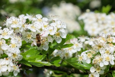 Bir arı çok sayıda beyaz dikenli çiçeklerden özenle nektar toplar, dalları bol bol kaplar, canlı ve canlı bir manzara yaratır. Bu makro çekim böcek aktivitesini ve Ukrayna 'nın ekosisteminde çiçek açan bitkilerin önemini vurgular.