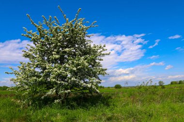 Beyaz cilt bakımı ile çiçek açan bir ağaç, açık mavi bir gökyüzünün altında beyaz bulutlu, bahar yenilenmesini simgeleyen bir tarlada duruyor. Bu manzara, doğanın tazeliğini ve ılık güneşin altındaki güzelliğini yansıtır..