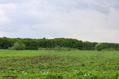 Ufukta bulutlu bir gökyüzünün altındaki karanlık bir ormana doğru uzanan sürülen toprak izleri olan büyük yeşil bir alan. Bu manzara, doğanın genişliğini ve tarımsal faaliyetlerle olan etkileşimini aktarır..