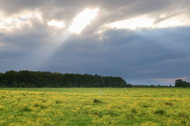Parlak güneş ışığı bulutların arasından doğuyor, sarı çiçeklerle kaplı bir tarlayı aydınlatıyor ve ufukta karanlık bir orman çizgisi var. Bu çekim, doğanın ihtişamını ve dinamik güzelliğini değişen bir gökyüzü altında aktarır..
