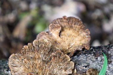 Kaburgalı yüzeyi olan kahverengi mantarlar, ormanın doğal dokusunu ve organik güzelliğini yaratan koyu ağaç kabuğunda büyürler. Bu makro çekim, eşsiz yapılarının ve hassas renklerinin detaylarını vurgular..
