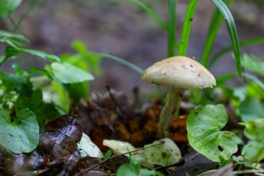 Yeşil otların arasında soluk bir kapaklı küçük bir mantar ve ormanda düşen yapraklar doğanın detaylı bir makro manzarasını oluşturur. Bu kompozisyon ormanlarla, biyolojik çeşitlilikle, ekolojiyle ve sonbahar sezonuyla ilgili konuların resmedilmesi için idealdir..