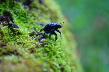 Parlak siyah bir böcek yoğun yeşil yosun üzerinde sürünerek doğanın dokusunu ön plana çıkaran makro bir vahşi yaşam görüntüsü yaratır. Bu ayrıntılı sahne böceklerle, ormanlarla, biyolojik çeşitlilikle ve doğal ekosistemlerle ilgili konuları resmetmek için idealdir..