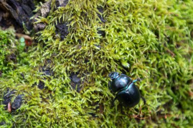 Parlak siyah bir böcek yoğun yeşil yosunların üzerinde sürünerek doğanın mikrodünyasının detaylarını gözler önüne seriyor. Bu makro sahne böceklerle, ormanlarla, biyolojik çeşitlilikle ve doğal ekosistemlerle ilgili konuları resmetmek için idealdir..