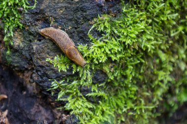 A slug crawling on a moss-covered tree creates a detailed macro scene of wildlife. This natural composition is ideal for illustrating themes related to insects, forests, biodiversity, and small creatures.