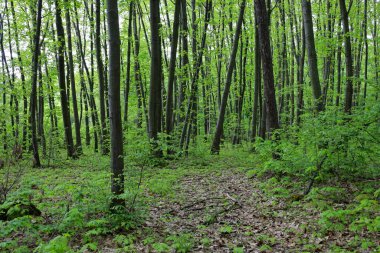 Yoğun ağaçlar ve düşen yapraklarla dolu yeşil bir orman canlı bir toprak bitkisine dönüşüyor ve rahat ve huzurlu bir atmosfer yaratıyor..