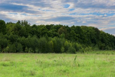 Ufukta, bulutlu bir gökyüzünün altında geniş yeşil bir alan çevreleyen pitoresk bir orman kütlesi, doğanın sükunetini yansıtır. Bu huzurlu sahne, açık hava eğlencesi, kırsal alan ve ekoloji ile ilgili konuları resmetmek için idealdir..