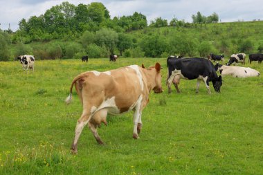 Büyük yeşil bir çayırda, çeşitli renklerde inekler otlar, resimli bir kırsal alan oluştururlar. Bu doğal sahne, kır yaşamının sükunetini ve hayvanların çevrelerindeki uyumu gösteriyor..