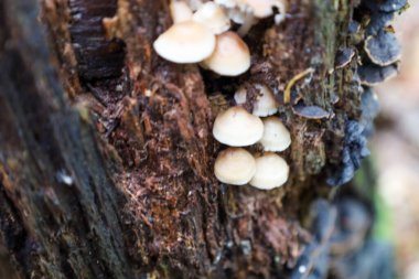 Yakın çekim, koyu ağaç kabuğunda büyüyen küçük mantar kümesini gösterir, desenli yüzeye karşı ışık kapakları kontrastı oluşturur.. 