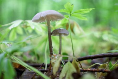 Ormanın zemininden canlı yeşil bitkilerle çevrili iki hassas mantar, bulanık yeşil orman arka planına karşı çıkar. İnce gövdeleri ve geniş kaplamaları ince bir görünüm yaratıyor. Kahvehanemin güzelliğini ve doğal güzelliğini vurguluyor. 