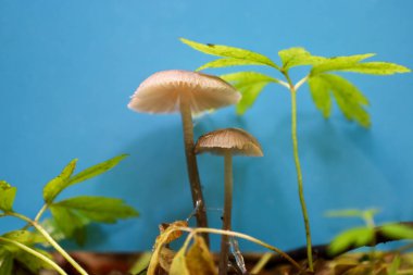 Parlak mavi gökyüzüne karşı canlı yeşil bitkilerle çevrili orman zemininden iki narin mantar çıkar..