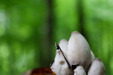 Mantar gibi soluk, mürekkep kapaklı bir küme orman zemininden dökülen yapraklarla çevrili olarak çıkar. Uzamış şekilleri ve narin renkleri bulanık yeşil orman arka planına karşı ince bir görünüm yaratarak kahveciliğimin güzelliğini ön plana çıkarıyor..