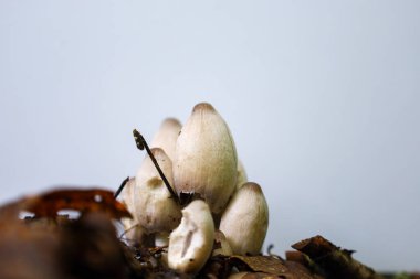 Mantar gibi soluk, mürekkep kapaklı bir küme orman zemininden dökülen yapraklarla çevrili olarak çıkar. Uzamış şekilleri ve narin renkleri bulanık ışık arkaplanına karşı ince bir görünüm yaratarak kahvehanemin güzelliğini vurguluyor..